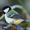 野山の鳥 四十雀さん