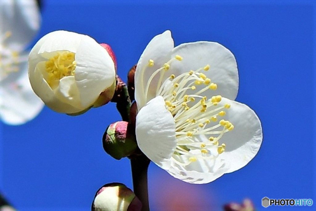 庭に咲いた梅の花 23-030  