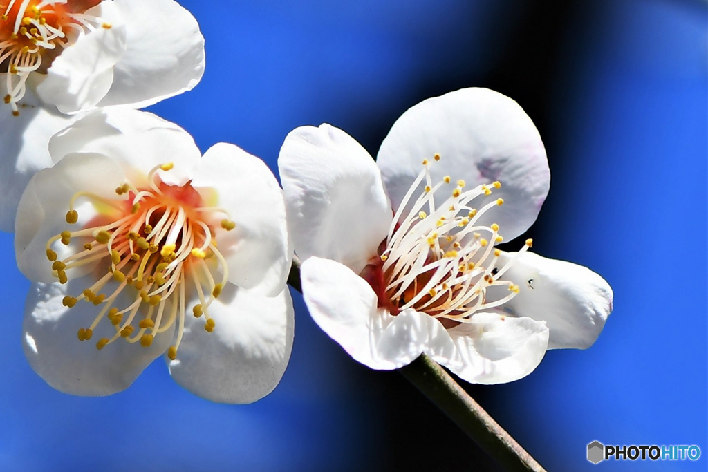 青空と白梅の花 22-040