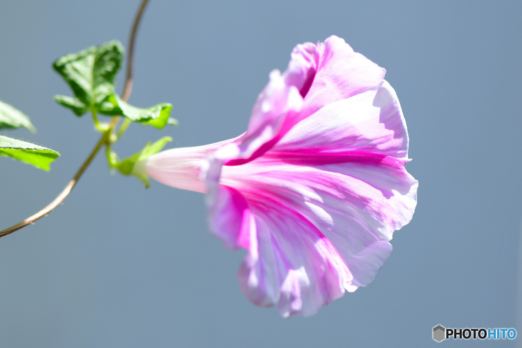 庭に咲いた9月の朝顔 23-350