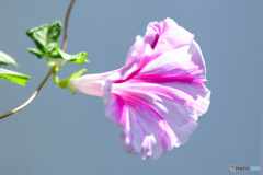 庭に咲いた9月の朝顔 23-350