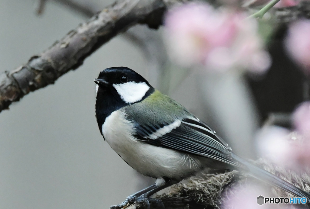 野山の鳥 23-082 紅梅の中に四十雀さん