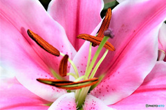 ユリの花  21-342