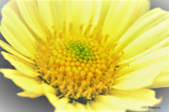 庭に咲いた花  小菊  22-479