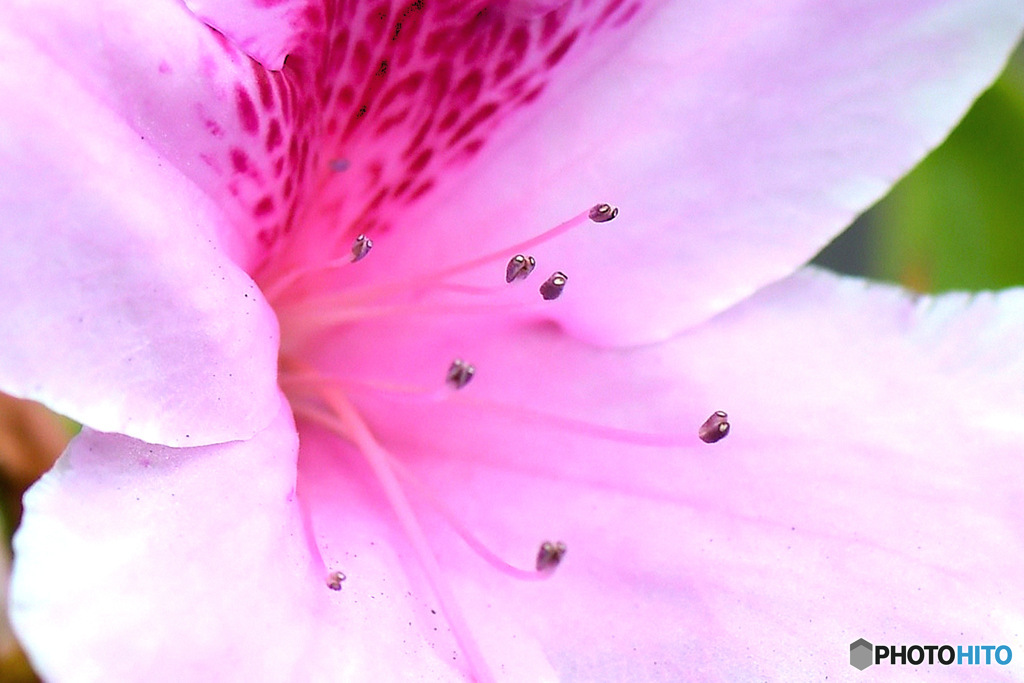 庭に咲いた春の花の蕊