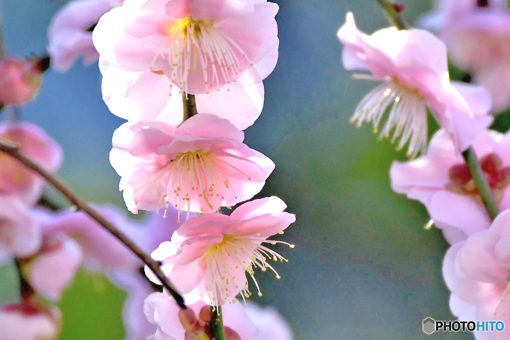 枝垂れ淡い紅梅   