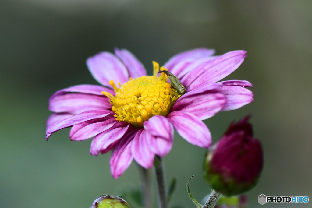 庭に咲いた小菊