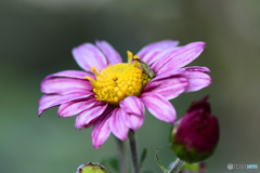 庭に咲いた小菊