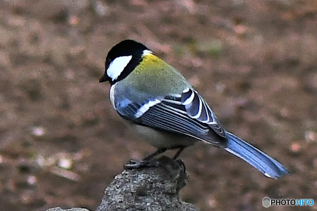 野山の鳥  21-219