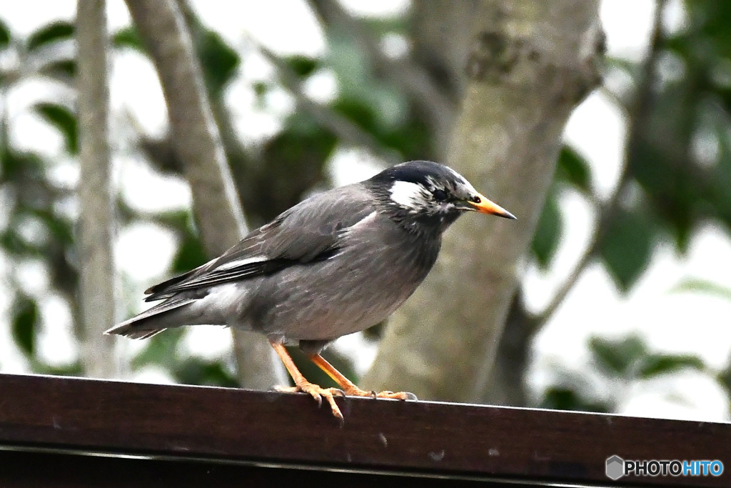 野山の鳥  ムクドリ