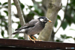 野山の鳥  ムクドリ