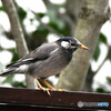 野山の鳥  ムクドリ