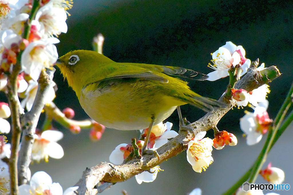 白梅とメジロ  