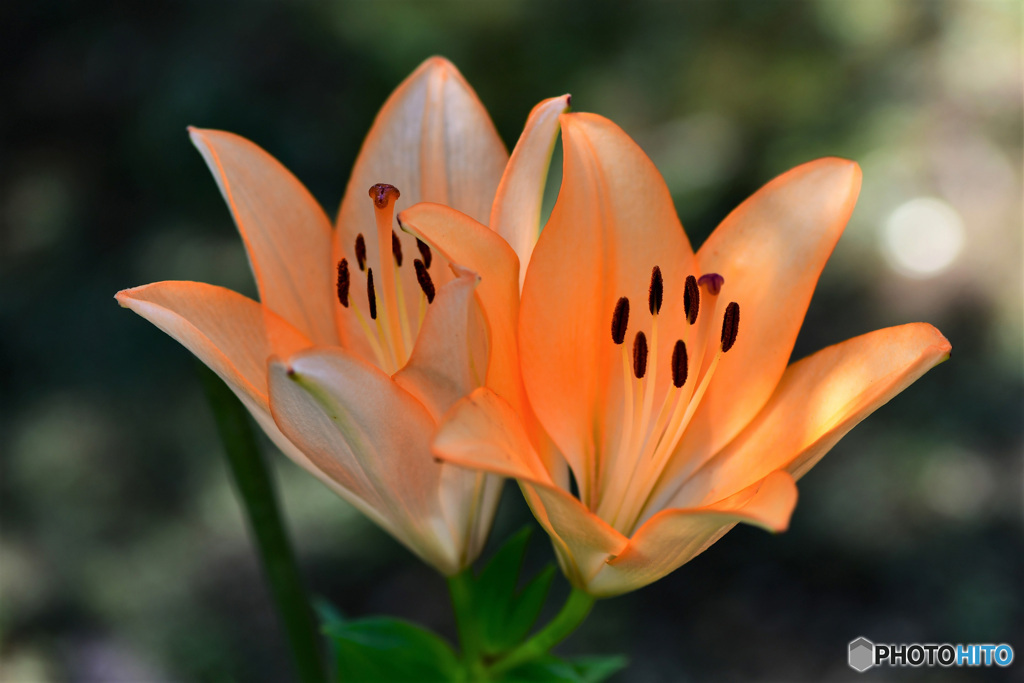 庭に咲いたユリの花 22-324