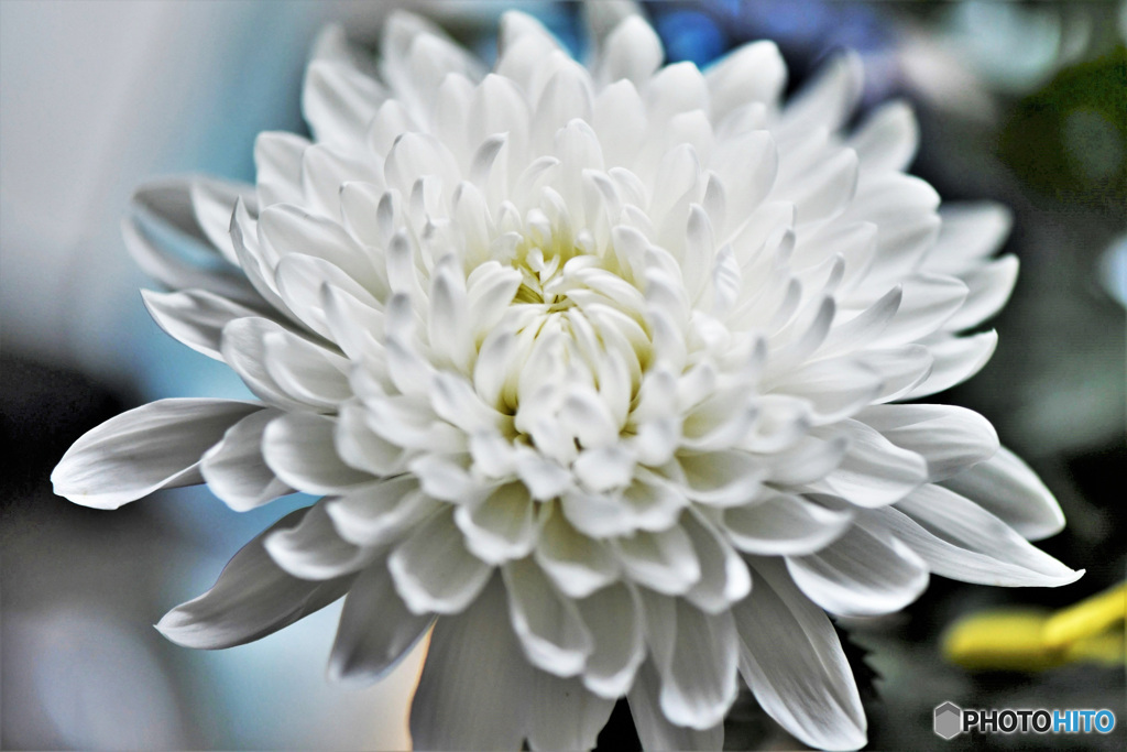 窓辺でフォト Ⅳ 21-465