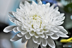 窓辺でフォト Ⅳ 21-465