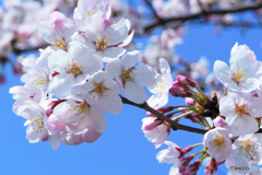 春の花  21-127  サクラは後2週間
