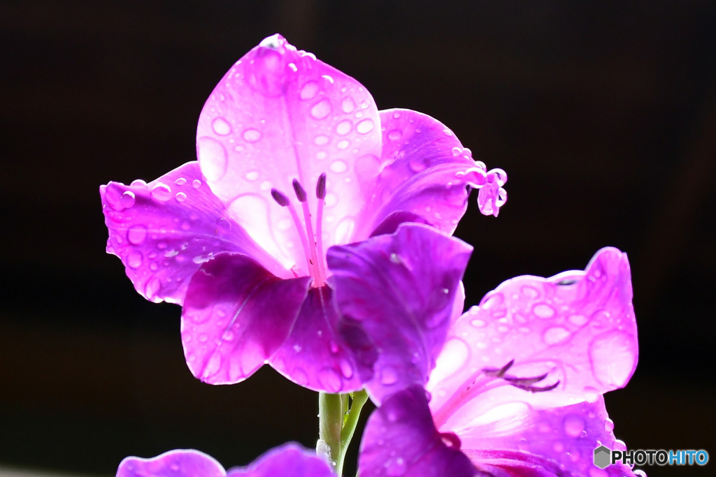 雨に濡れる花 23-327
