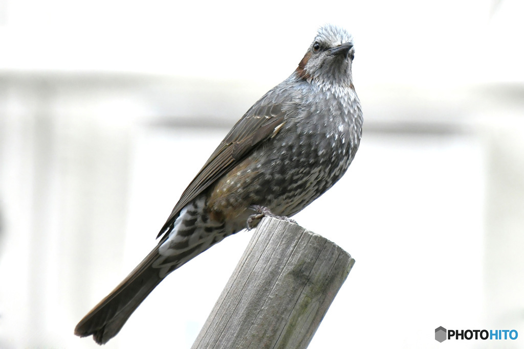 野山の鳥  ヒヨさん
