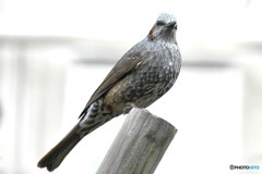 野山の鳥  ヒヨさん