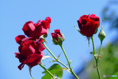 青空と赤いバラ 