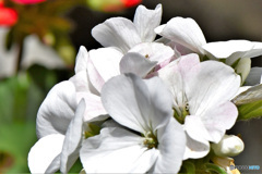 白い花  21-562