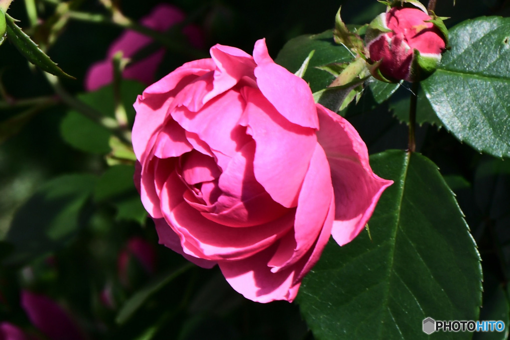 垣根越しに咲いたバラの花  