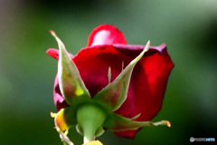 赤い花の後姿  21-527