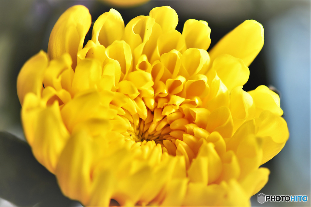 庭に咲いた菊の花 22-447