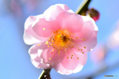   薄紅色の梅の花 