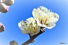 青空と白梅の花 22-076