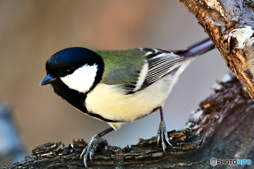 野山の鳥  四十雀さん