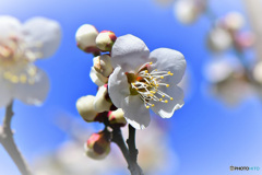 春の花 白梅  21-056