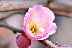 ２月に咲いた薄紅色の梅の花  