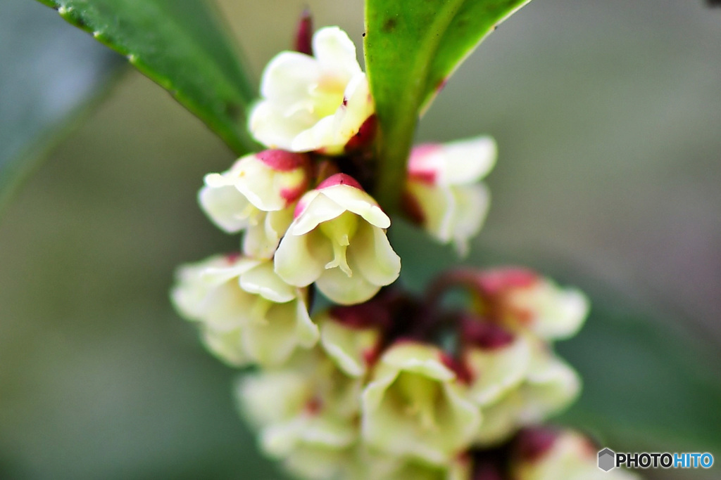 庭に咲いた榊 (サカキ) の花 22-140  