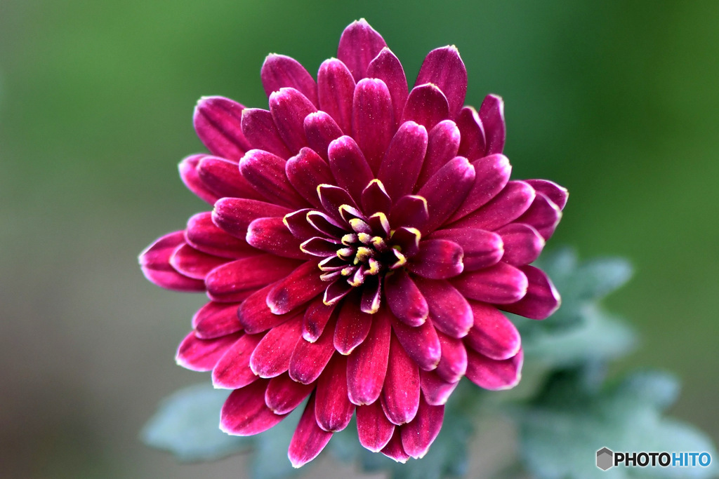 庭に咲いた小菊 