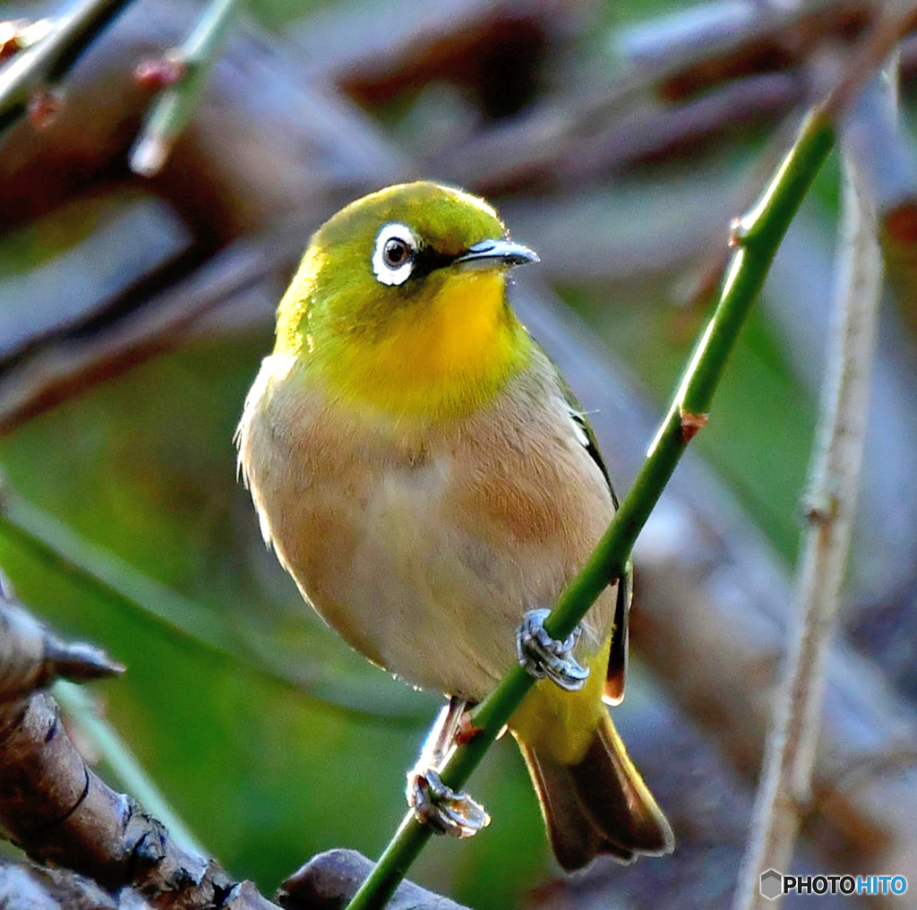 野山の鳥 メジ君