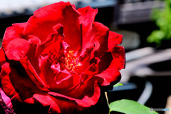 庭に咲いた赤いバラの花  