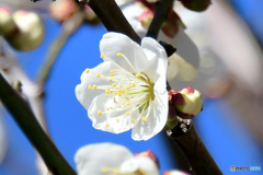 庭に咲いた白梅の花