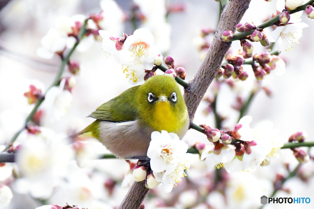 野山の鳥  ウメジロー  ➆