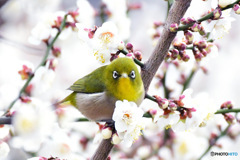 野山の鳥  ウメジロー  ➆