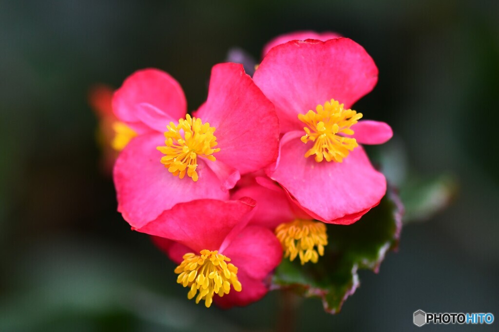 庭に咲いている花 22-459  ベゴニアの花