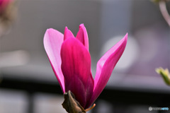 庭に咲いた紫木蓮の花 23-100  