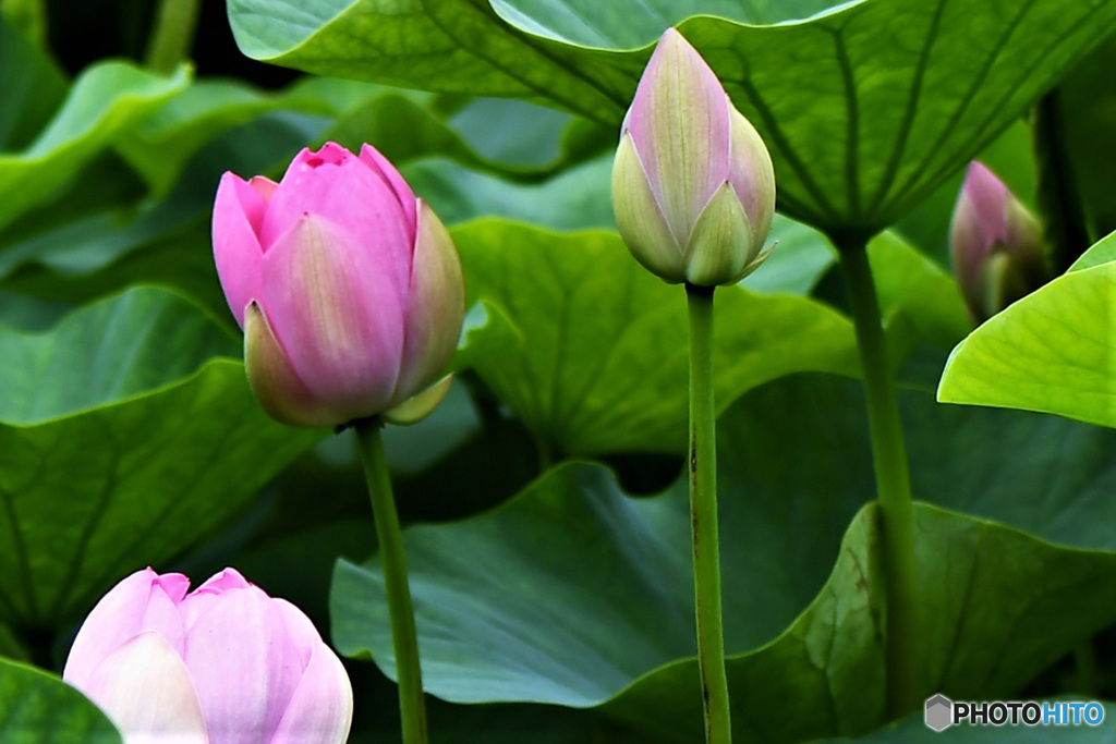 公園の大賀ハスの蕾 22-368