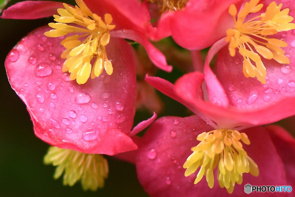雨上がりの花   