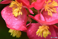 雨上がりの花   