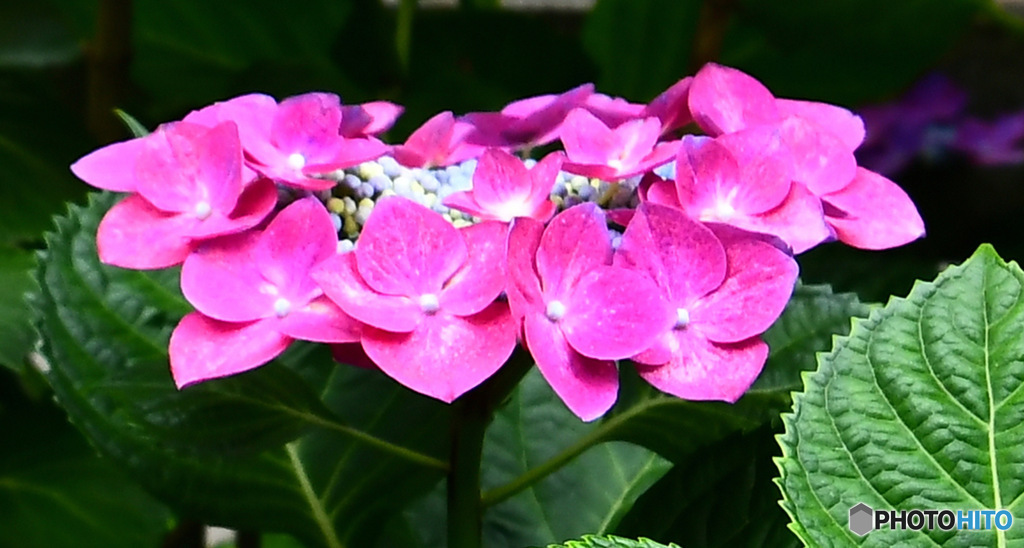  アジサイの花 23-292  