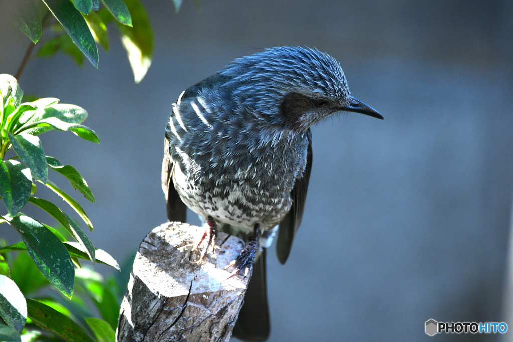 野山の鳥　ヒヨさん