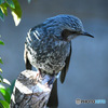 野山の鳥　ヒヨさん