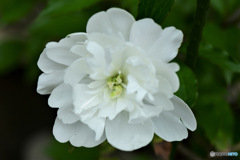 庭に咲いた白い芍薬の花 23-175  